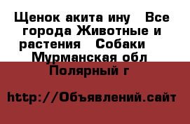 Щенок акита ину - Все города Животные и растения » Собаки   . Мурманская обл.,Полярный г.